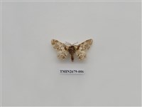 藏品(尺蛾223)的圖片